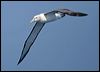 shy_albatross_43821