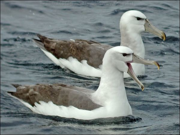 Shy Albatross shy_albatross_03552.psd