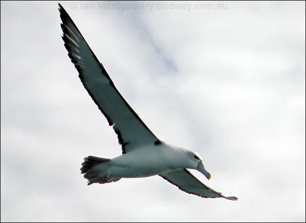 Shy Albatross shy_albatross_03618.psd