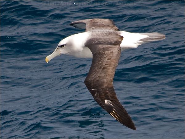 Shy Albatross shy_albatross_123079.psd