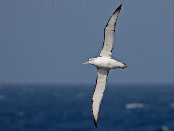 Shy Albatross shy_albatross_123745.psd