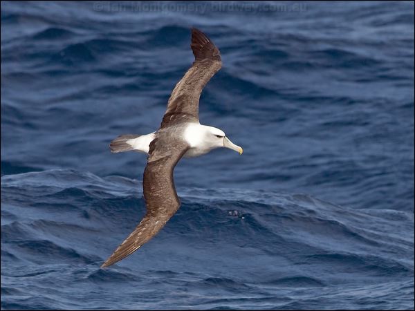 Shy Albatross shy_albatross_123748.psd