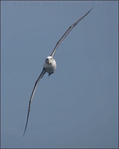 Shy Albatross shy_albatross_123918.psd