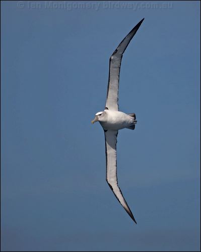 Shy Albatross shy_albatross_124825.psd