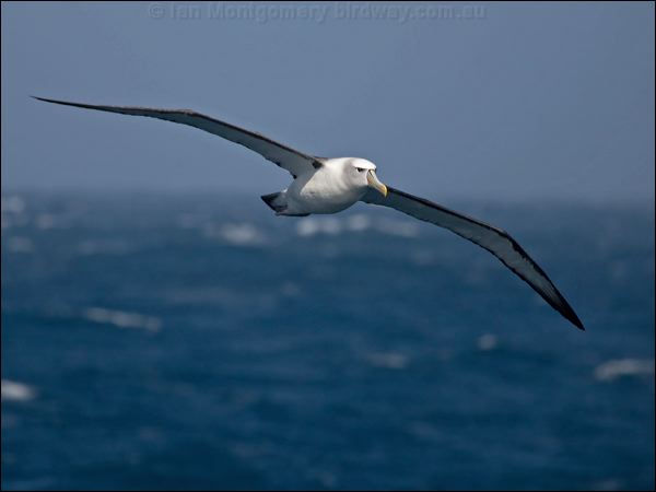 Shy Albatross shy_albatross_124875.psd