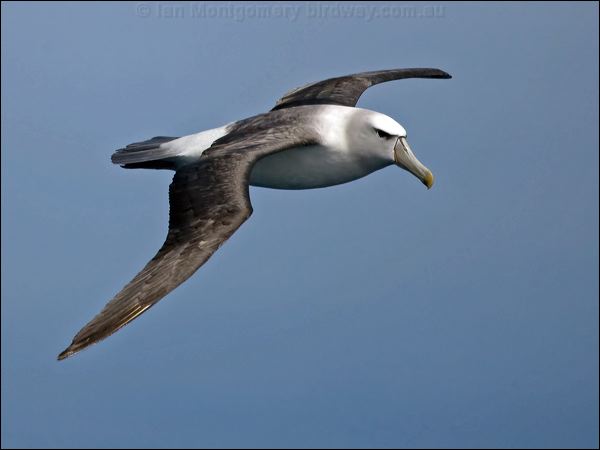 Shy Albatross shy_albatross_124930.psd