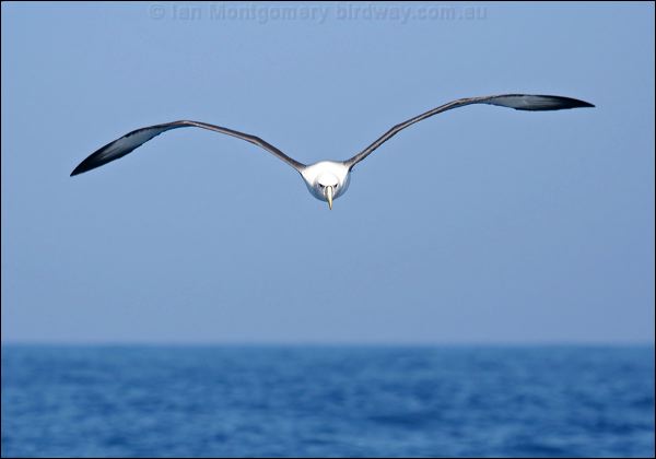 Shy Albatross shy_albatross_43816.psd