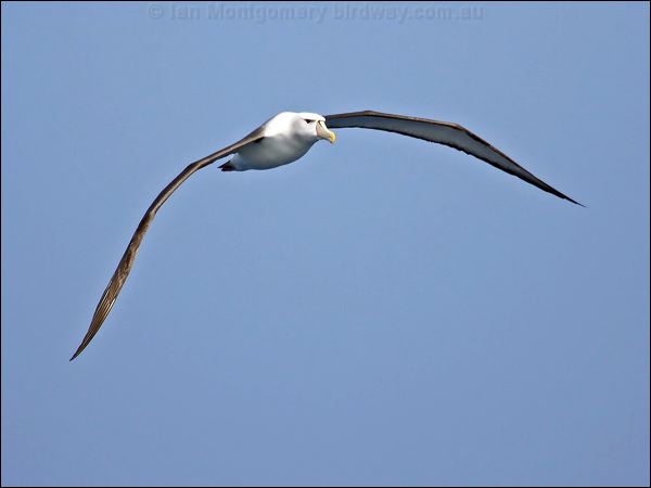 Shy Albatross shy_albatross_43819.psd