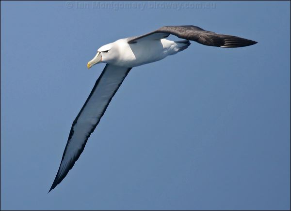 Shy Albatross shy_albatross_43821.psd