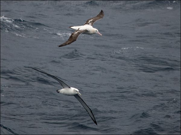 Shy Albatross shy_antip_alabatross_127617.psd