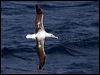 s_royal_albatross_123807