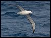 s_royal_albatross_123810