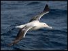 s_royal_albatross_123812