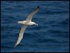 s_royal_albatross_123819