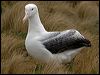 s_royal_albatross_125203