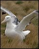 s_royal_albatross_125205