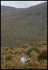 s_royal_albatross_125212