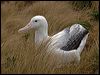 s_royal_albatross_125213
