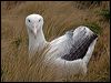 s_royal_albatross_125214