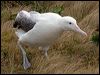 s_royal_albatross_125215