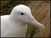 s_royal_albatross_125222