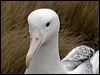 Click here to enter gallery and see photos/pictures/images of Southern Royal Albatross