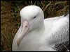 s_royal_albatross_125266