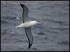 s_royal_albatross_127405