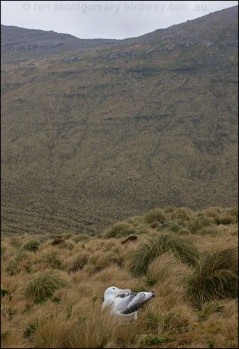 Southern Royal Albatross s_royal_albatross_125212.psd