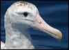Click here to enter Antipodean Albatross photo gallery