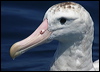 Click here to enter gallery and see photos of Antipodean (Wandering) Albatross