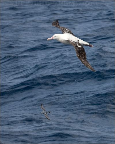 Antipodean Albatross antipodeanalbatross_123572.psd