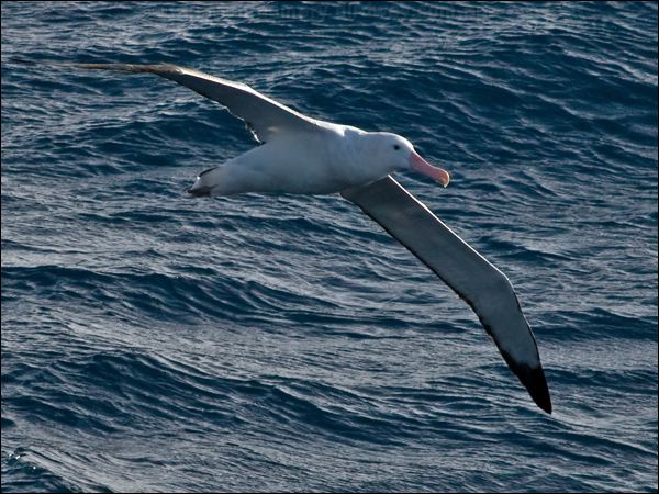 Antipodean Albatross antipodeanalbatross_126802.psd