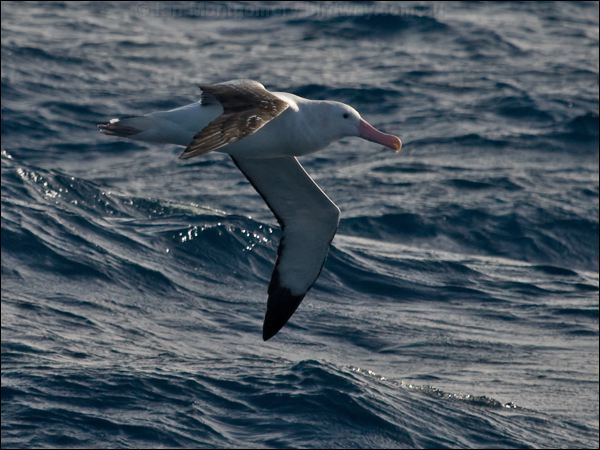 Antipodean Albatross antipodeanalbatross_126803.psd