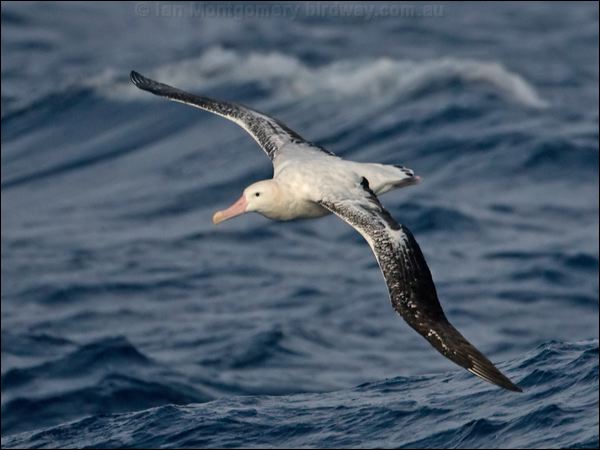 Antipodean Albatross antipodeanalbatross_126903.psd