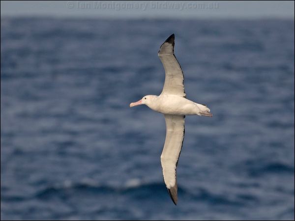 Antipodean Albatross antipodeanalbatross_126907.psd