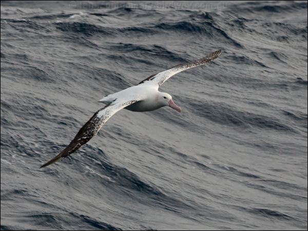 Antipodean Albatross antipodeanalbatross_126944.psd