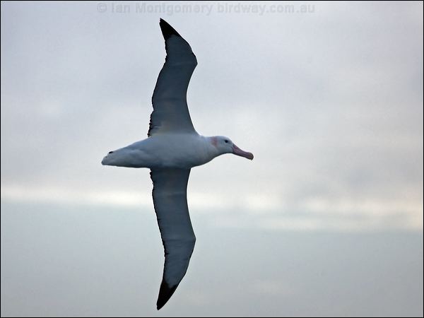 Antipodean Albatross antipodeanalbatross_126955.psd