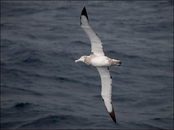 Antipodean Albatross antipodeanalbatross_127598.psd