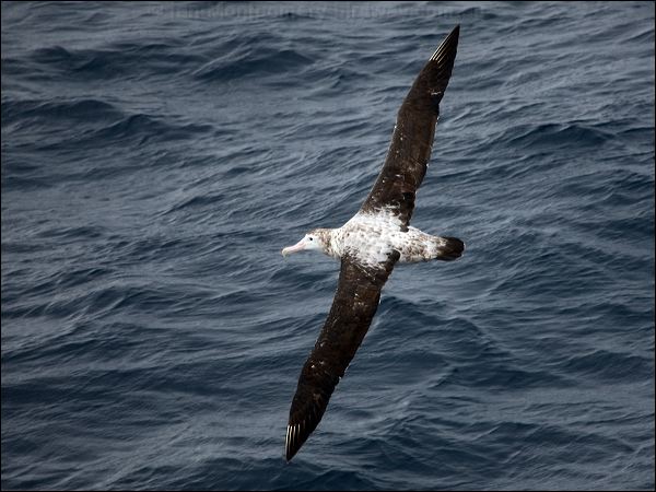 Antipodean Albatross antipodeanalbatross_127606.psd