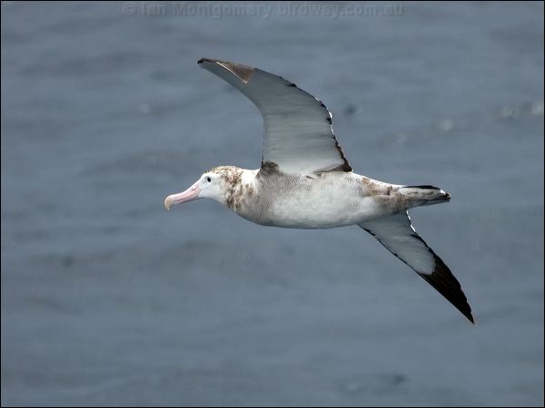 Antipodean Albatross antipodeanalbatross_127623.psd