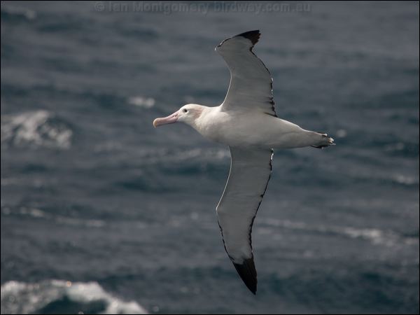 Antipodean Albatross antipodeanalbatross_127761.psd