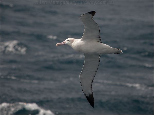 Antipodean Albatross antipodeanalbatross_127761.psd