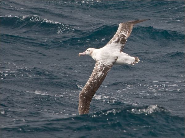 Antipodean Albatross antipodeanalbatross_127763.psd