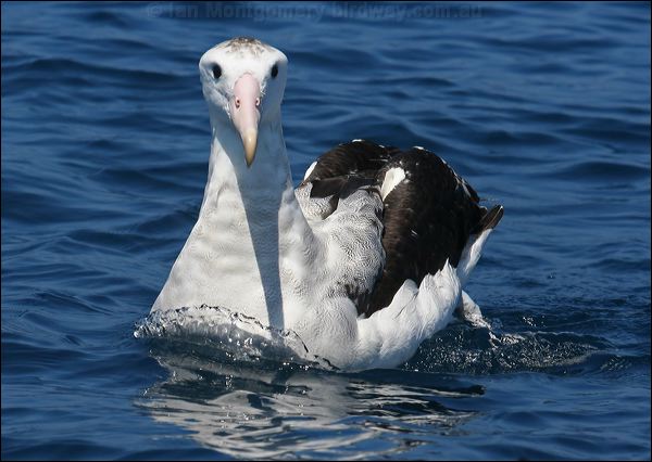 Antipodean Albatross antipodeanalbatross_43970.psd