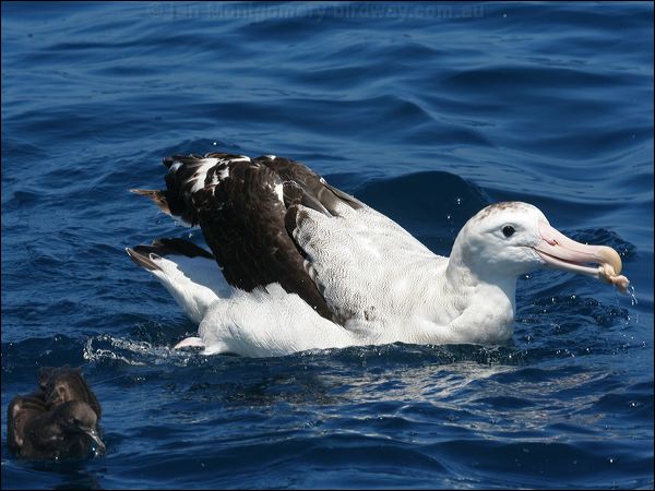 Antipodean Albatross antipodeanalbatross_44005.psd