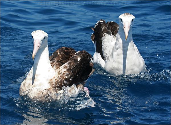 Antipodean Albatross antipodeanalbatross_44008.psd