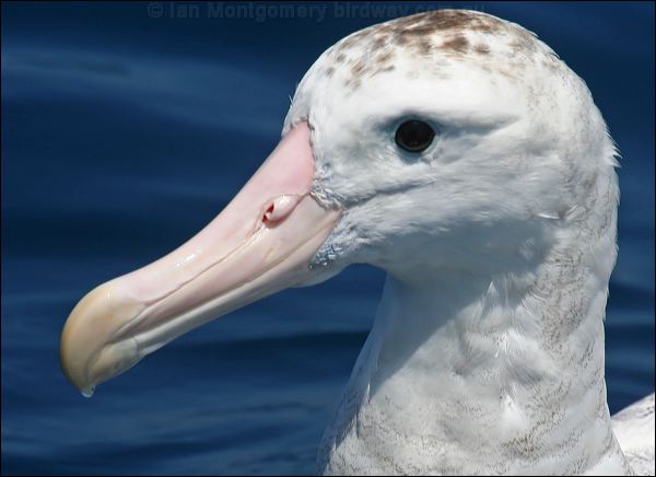 Antipodean Albatross antipodeanalbatross_44015.psd