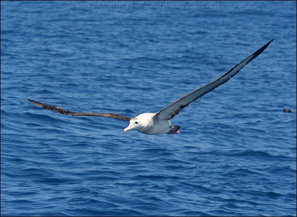 Antipodean Albatross antipodeanalbatross_44111.psd
