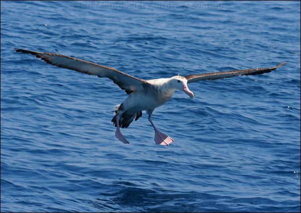 Antipodean Albatross antipodeanalbatross_44138.psd